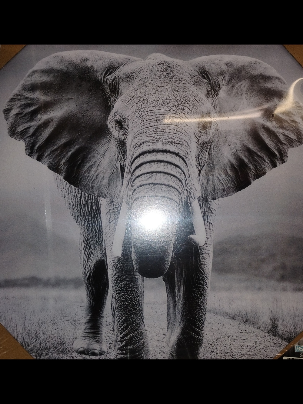 Black & White Elephant Wall Art Canvas